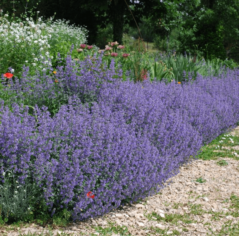 Des images de diff�rentes plantes